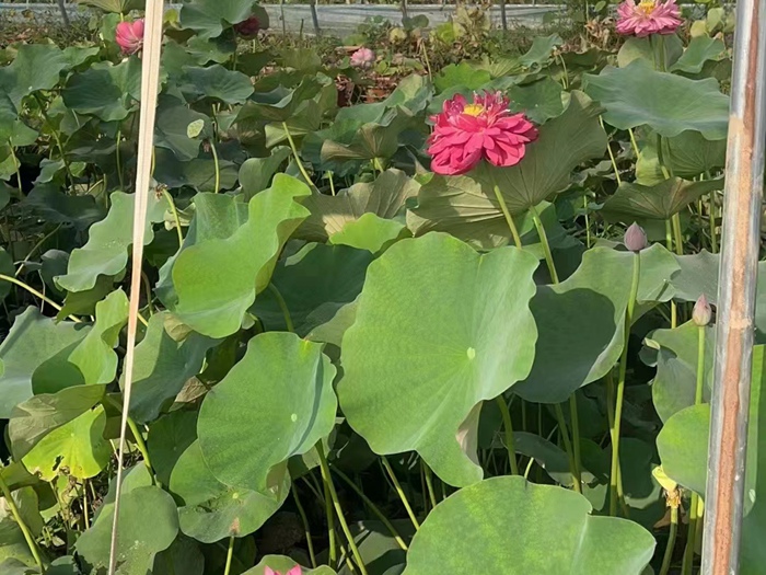 盆栽荷花 